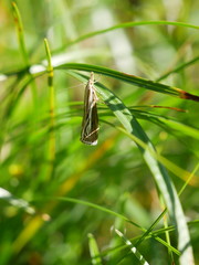 Catoptria combinella