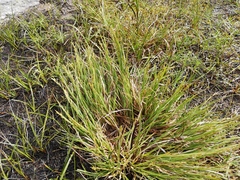 Carex brunnescens