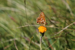 Boloria graeca