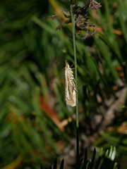 Catoptria combinella