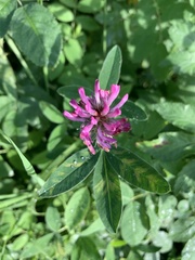 Trifolium medium