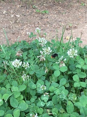 Bombus