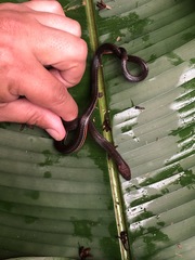 Urotheca lateristriga