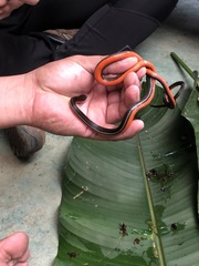 Urotheca lateristriga