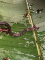 Urotheca lateristriga