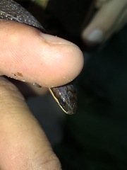 Urotheca lateristriga