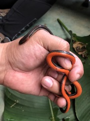 Urotheca lateristriga