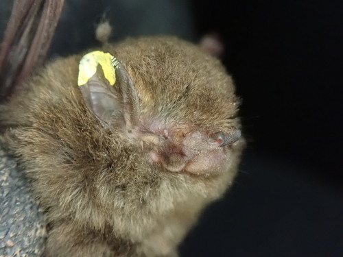 Allen's Spotted Bat (Glauconycteris humeralis) — Data Deficient Mammalia