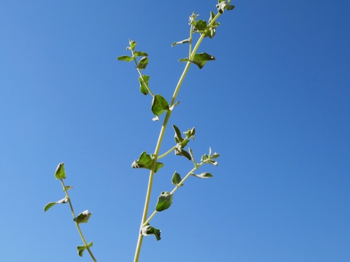 White-branched orache (Atriplex turcomanica)
