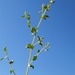 Atriplex turcomanica - Photo (c) יאיר אור, algunos derechos reservados (CC BY-NC-SA), subido por יאיר אור