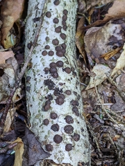 Jackrogersella cohaerens