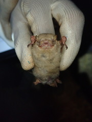 Glauconycteris gleni