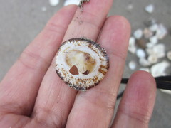 Nacellidae