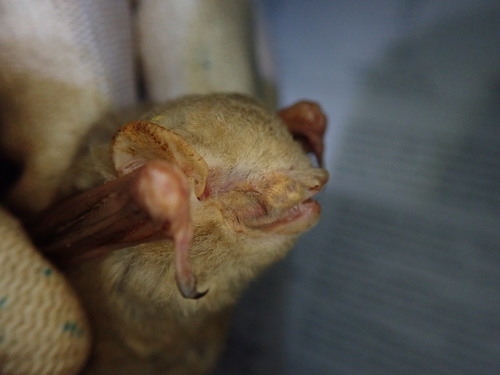 Glen's Wattled Bat (Glauconycteris gleni) — Data Deficient Mammalia
