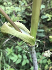 Heracleum sphondylium