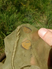 Coenonympha oedippus