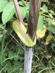 Heracleum sphondylium