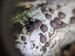 Jackrogersella cohaerens