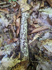 Jackrogersella cohaerens