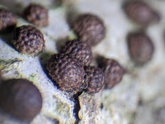 Jackrogersella cohaerens