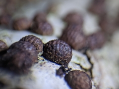 Jackrogersella cohaerens