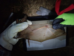 Epomophorus labiatus