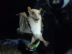 Epomophorus labiatus