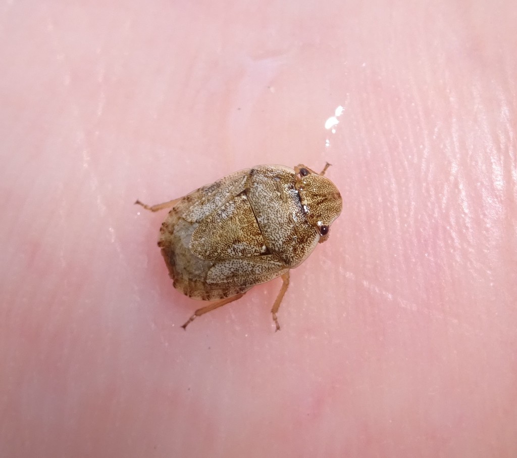 Sciocoris helferi