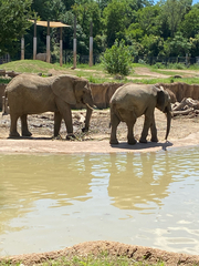 Elephantidae