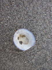 Nacellidae