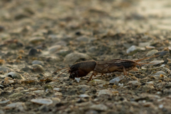 Gryllotalpa unispina