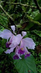 Cattleya trianae