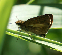 Poanes viator