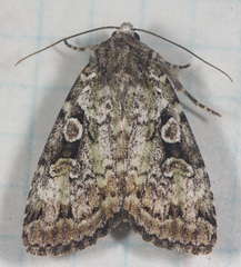 Anaplectoides pressus