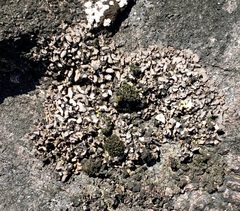 Dermatocarpon luridum