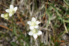Parnassia