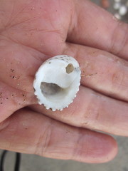 Nerita insculpta