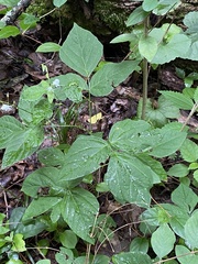 Hylodesmum pauciflorum