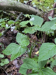 Hylodesmum pauciflorum