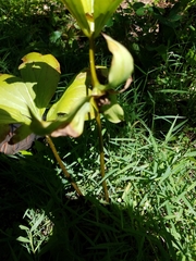 Trillium flexipes