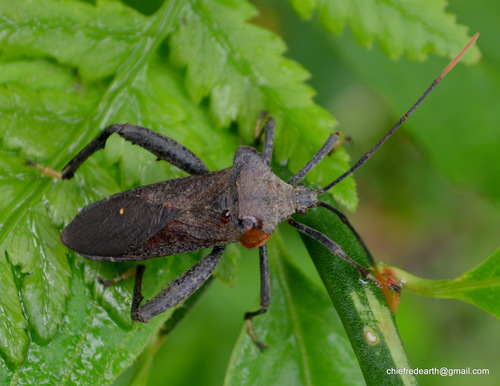 Genus Ochrochira · iNaturalist