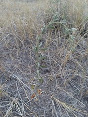 Chenopodium leptophyllum