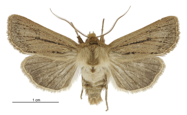 Ichneutica unica