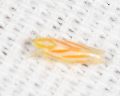 Erythridula volucris