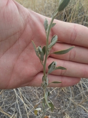 Chenopodium leptophyllum