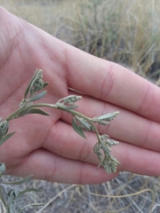 Chenopodium leptophyllum