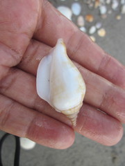 Neodilatilabrum succinctum