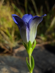 Gentiana setigera
