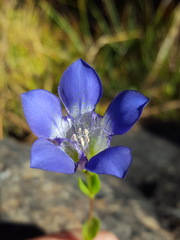 Gentiana setigera