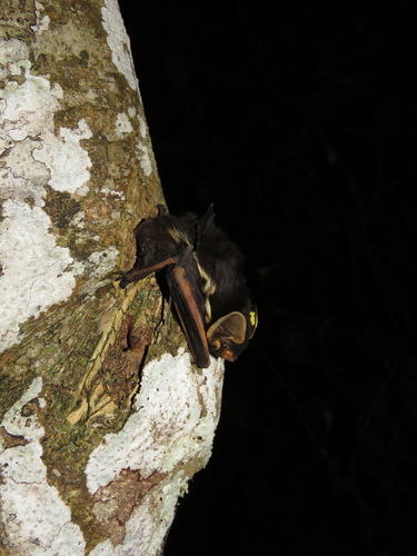 Bibundi Butterfly Bat (Glauconycteris egeria) — Data Deficient Mammalia